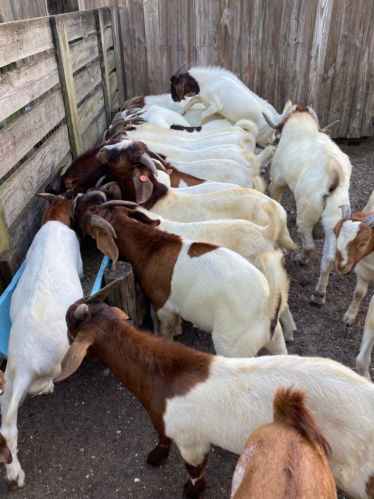 Goats